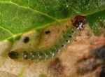 Fenella nigrita
